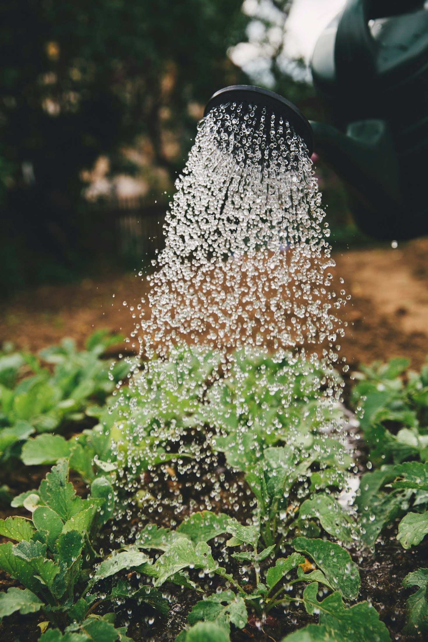 Building Resilience in Local Growing Initiatives