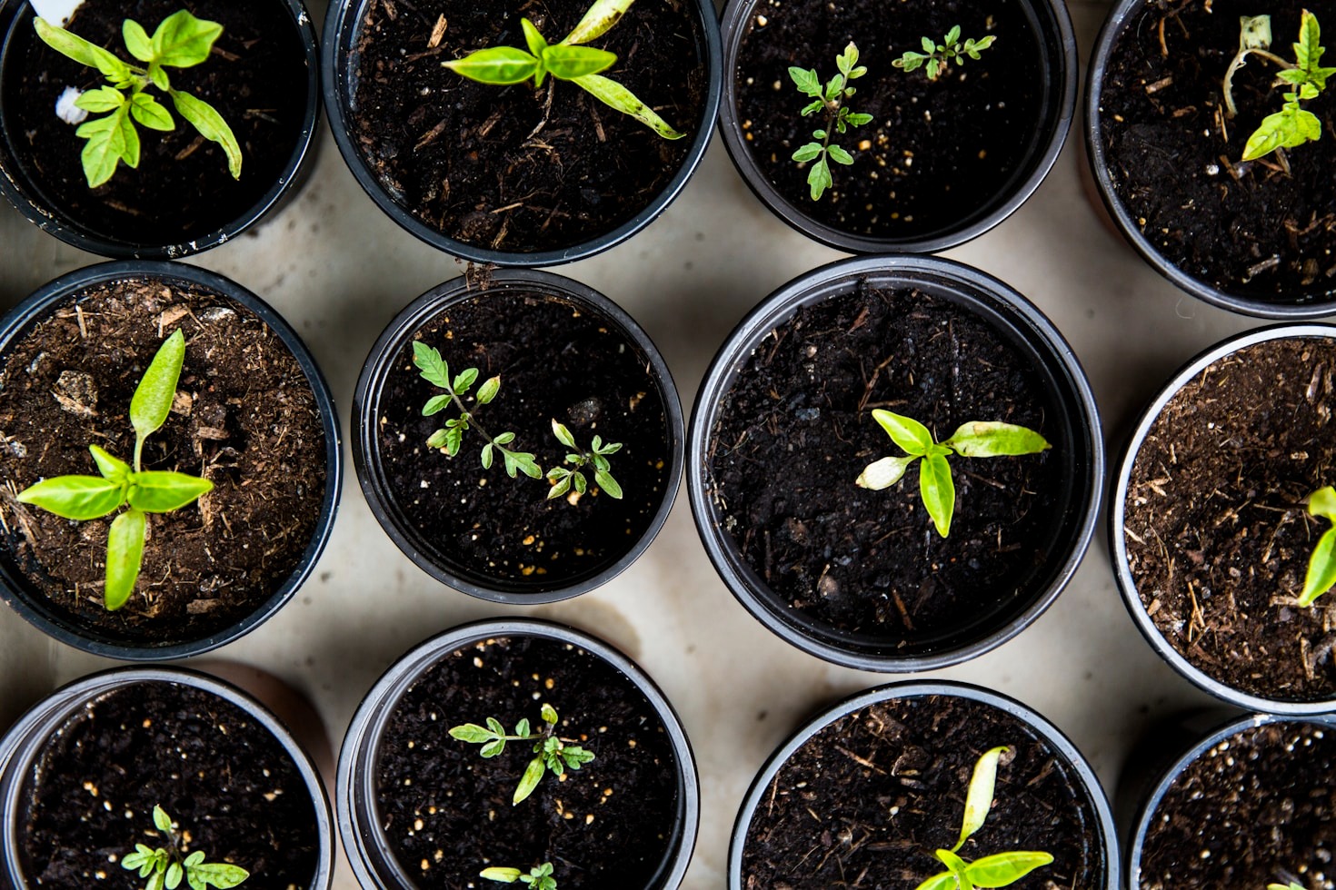 How Education Enhances Urban Farming Projects